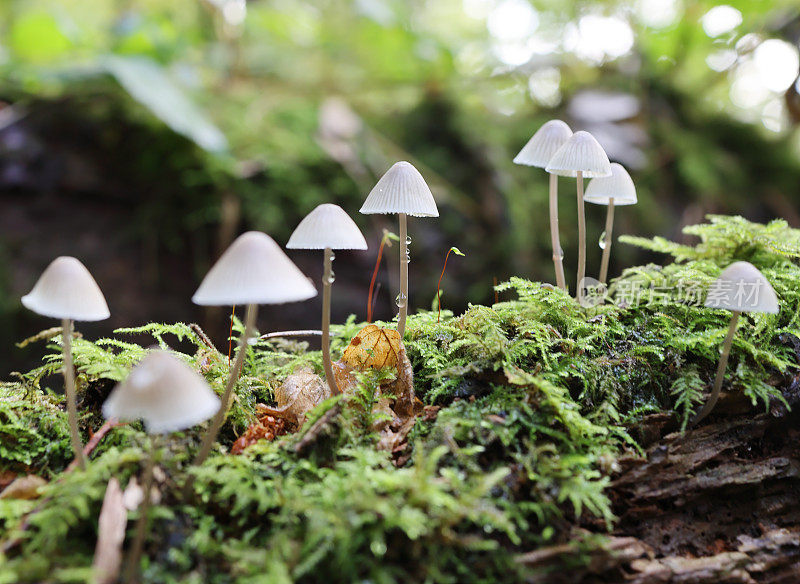 帽菇(Mycena arcangeliana)